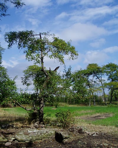 Somnath Hore